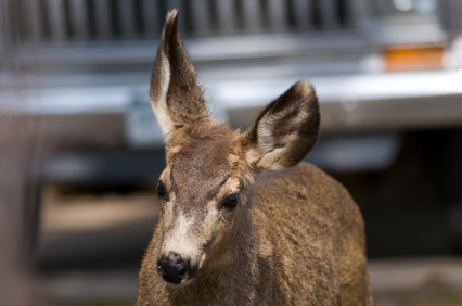 Deer Running from Oncoming Car