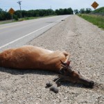 deer hit by car